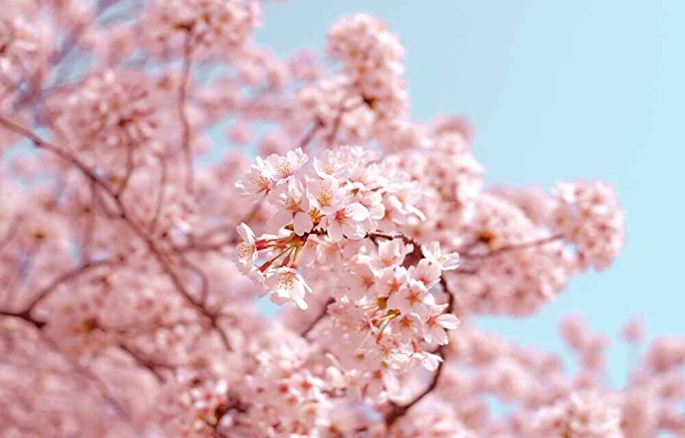 名古屋の代表的な花見スポット